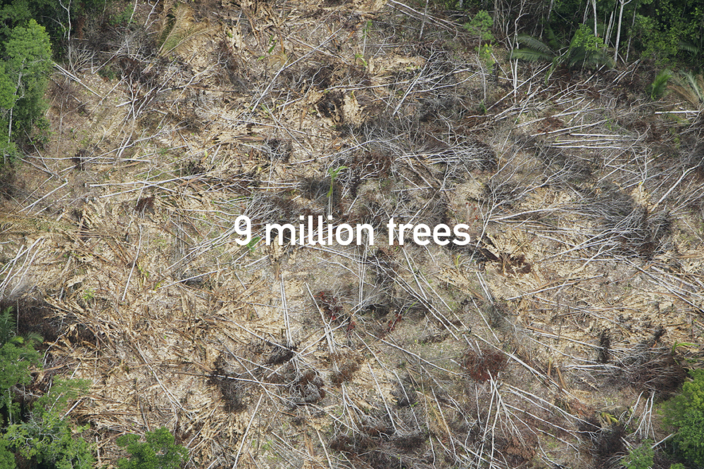 Deforestácia na Slovensku