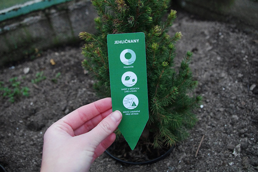 How to plant a conifer