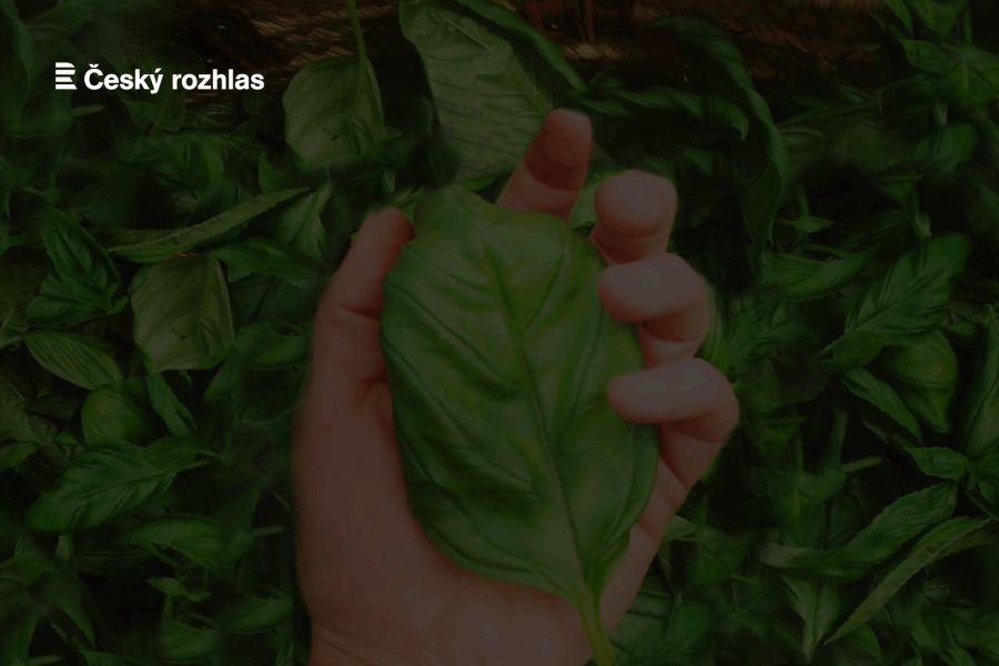 Vizualizace podcastu_Změnit čáry v dlani