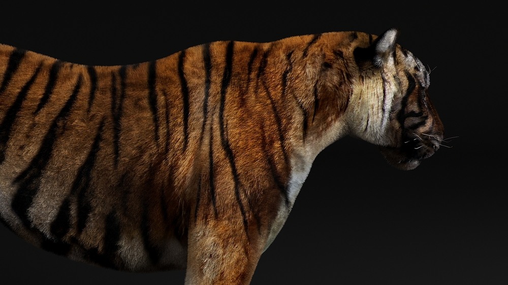 Animal Study