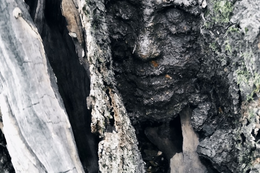 PLENÉR 2021 / PŘEDCI