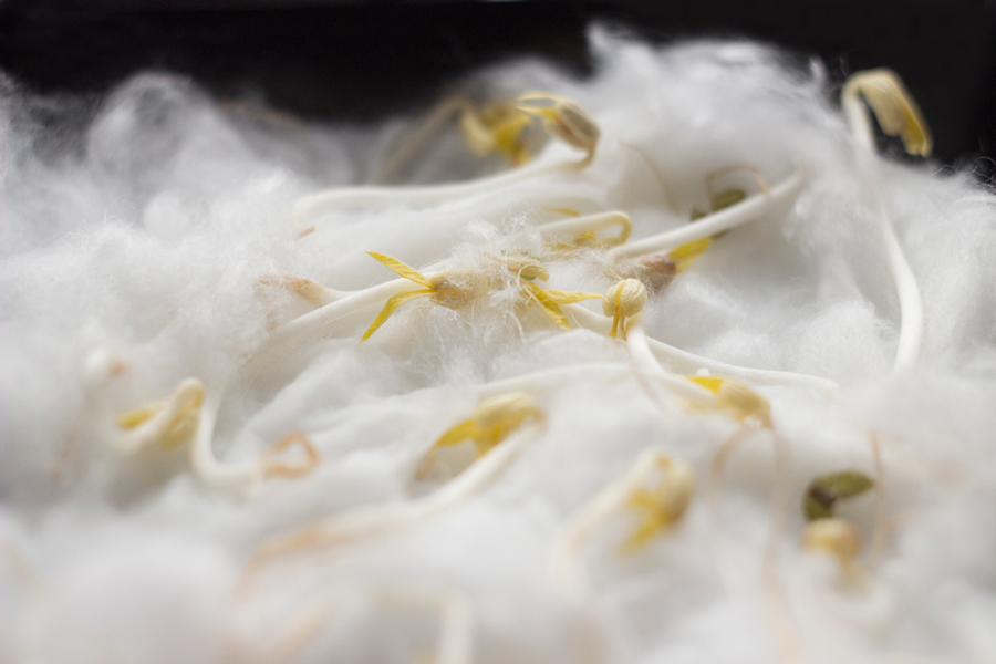 Mine Urban Gardening