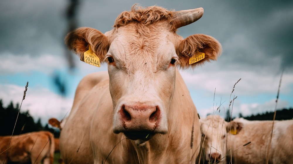 plenér / Nejsou krávy jako krávy