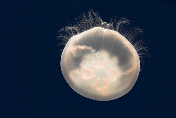 Aurelia – Ultimate parking/living solution